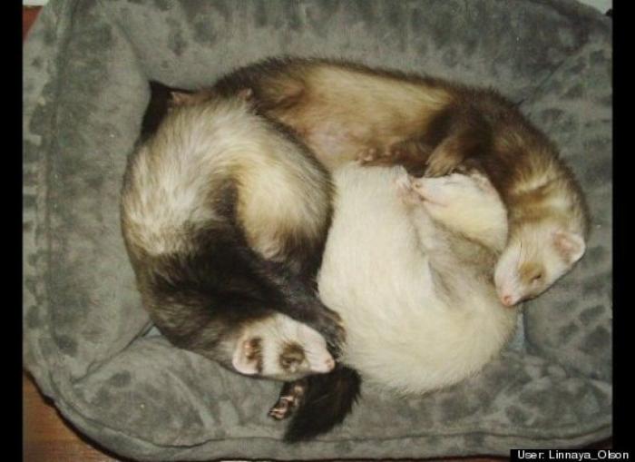 ¿Qué hacen un tigre o un león si les dejas una caja de cartón? El mejor vídeo de bichinos de la semana (VÍDEO)