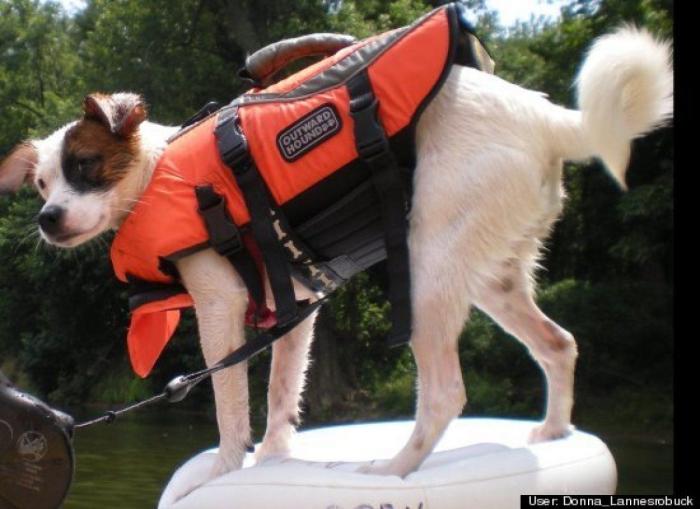 ¿Qué hacen un tigre o un león si les dejas una caja de cartón? El mejor vídeo de bichinos de la semana (VÍDEO)