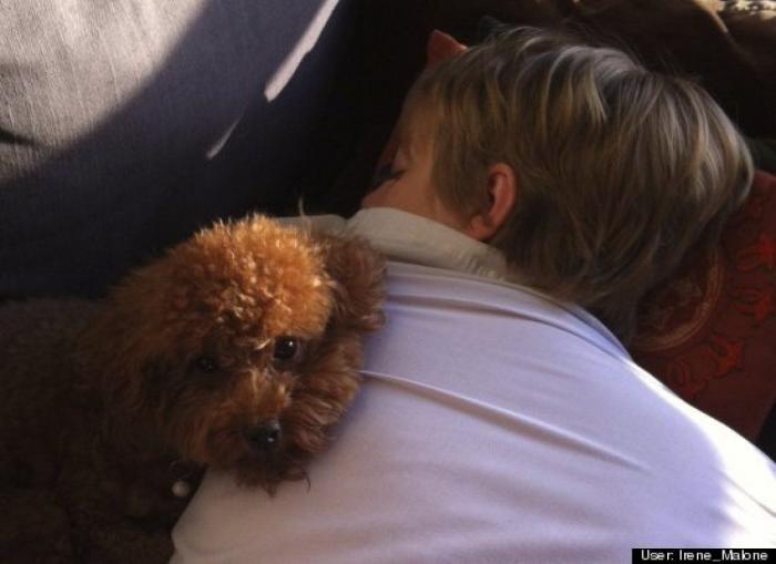 ¿Qué hacen un tigre o un león si les dejas una caja de cartón? El mejor vídeo de bichinos de la semana (VÍDEO)