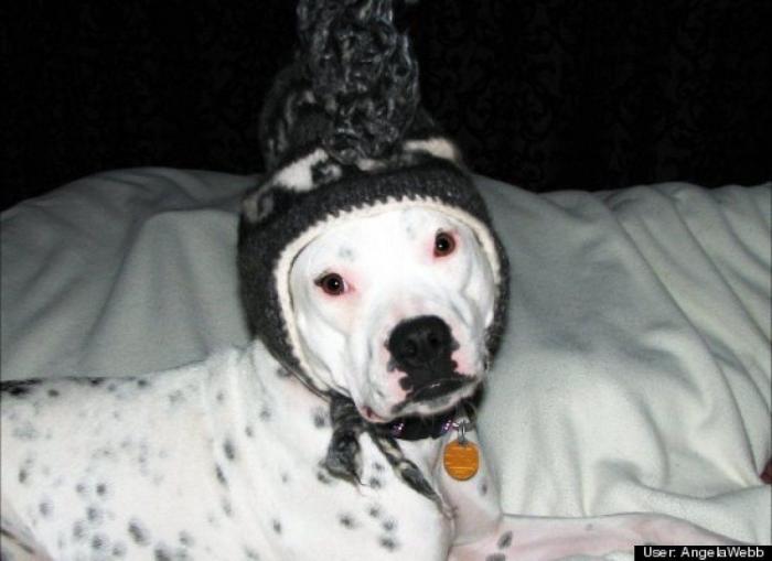 ¿Qué hacen un tigre o un león si les dejas una caja de cartón? El mejor vídeo de bichinos de la semana (VÍDEO)