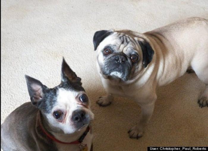 ¿Qué hacen un tigre o un león si les dejas una caja de cartón? El mejor vídeo de bichinos de la semana (VÍDEO)