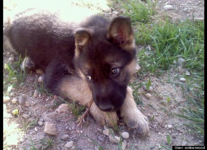 ¿Qué hacen un tigre o un león si les dejas una caja de cartón? El mejor vídeo de bichinos de la semana (VÍDEO)
