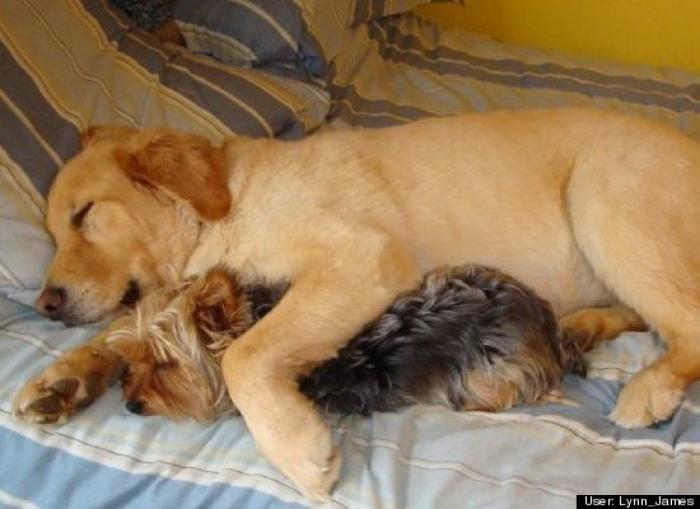 ¿Qué hacen un tigre o un león si les dejas una caja de cartón? El mejor vídeo de bichinos de la semana (VÍDEO)