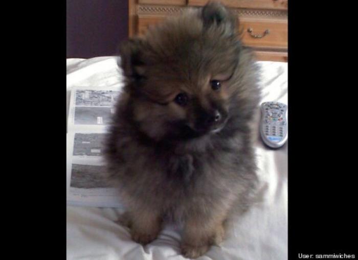¿Qué hacen un tigre o un león si les dejas una caja de cartón? El mejor vídeo de bichinos de la semana (VÍDEO)