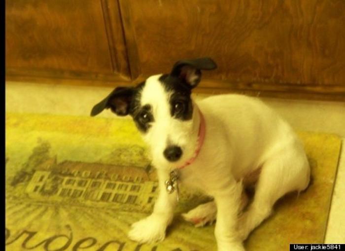 ¿Qué hacen un tigre o un león si les dejas una caja de cartón? El mejor vídeo de bichinos de la semana (VÍDEO)