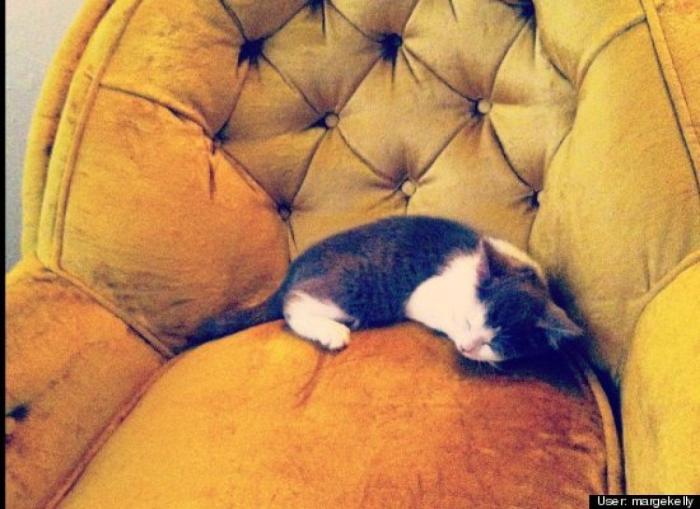 ¿Qué hacen un tigre o un león si les dejas una caja de cartón? El mejor vídeo de bichinos de la semana (VÍDEO)