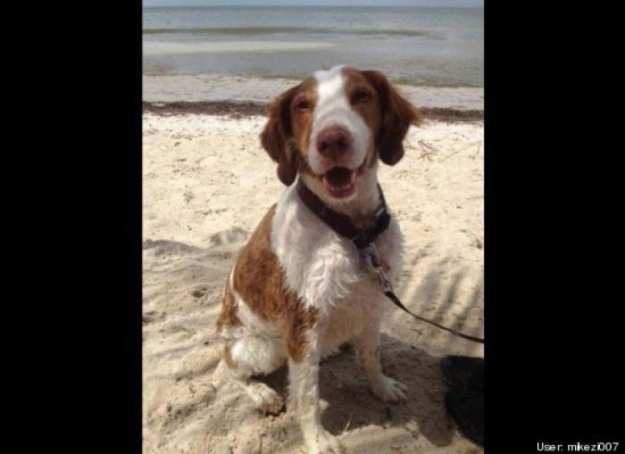 ¿Qué hacen un tigre o un león si les dejas una caja de cartón? El mejor vídeo de bichinos de la semana (VÍDEO)