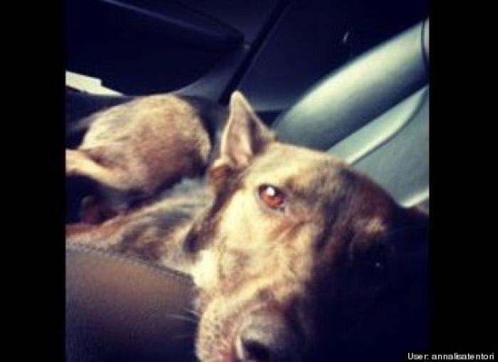 ¿Qué hacen un tigre o un león si les dejas una caja de cartón? El mejor vídeo de bichinos de la semana (VÍDEO)