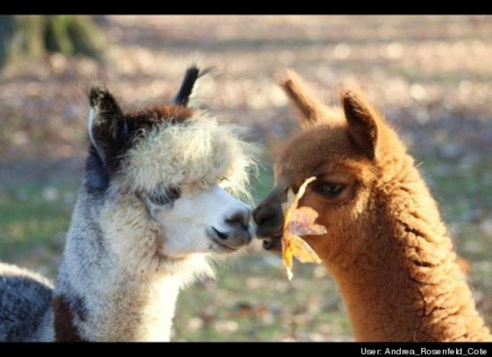 ¿Qué hacen un tigre o un león si les dejas una caja de cartón? El mejor vídeo de bichinos de la semana (VÍDEO)
