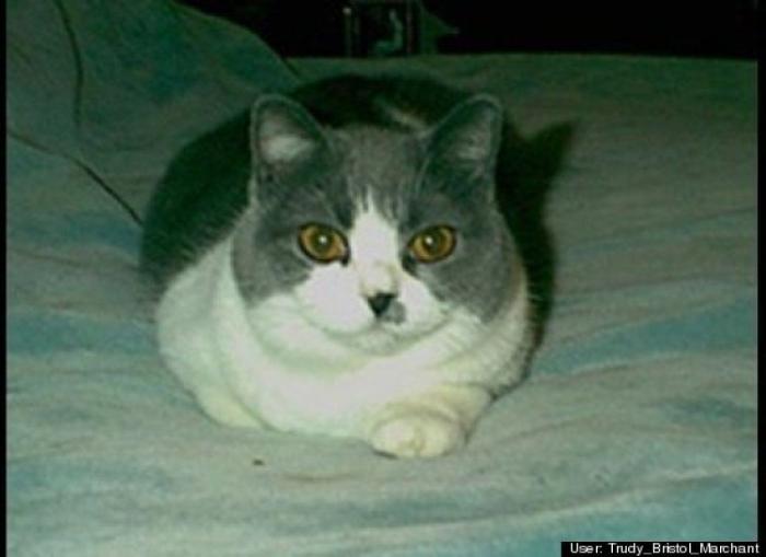 ¿Qué hacen un tigre o un león si les dejas una caja de cartón? El mejor vídeo de bichinos de la semana (VÍDEO)