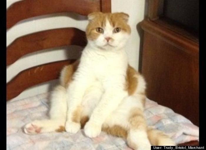 ¿Qué hacen un tigre o un león si les dejas una caja de cartón? El mejor vídeo de bichinos de la semana (VÍDEO)