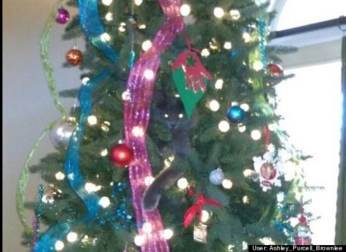 ¿Qué hacen un tigre o un león si les dejas una caja de cartón? El mejor vídeo de bichinos de la semana (VÍDEO)