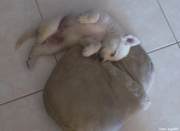 ¿Qué hacen un tigre o un león si les dejas una caja de cartón? El mejor vídeo de bichinos de la semana (VÍDEO)