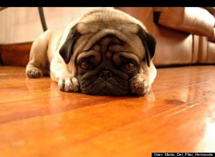 ¿Qué hacen un tigre o un león si les dejas una caja de cartón? El mejor vídeo de bichinos de la semana (VÍDEO)