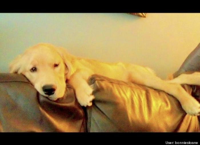 ¿Qué hacen un tigre o un león si les dejas una caja de cartón? El mejor vídeo de bichinos de la semana (VÍDEO)