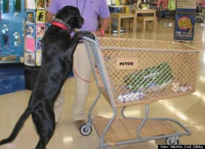 ¿Qué hacen un tigre o un león si les dejas una caja de cartón? El mejor vídeo de bichinos de la semana (VÍDEO)