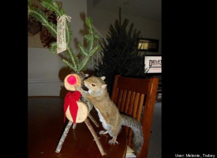 ¿Qué hacen un tigre o un león si les dejas una caja de cartón? El mejor vídeo de bichinos de la semana (VÍDEO)