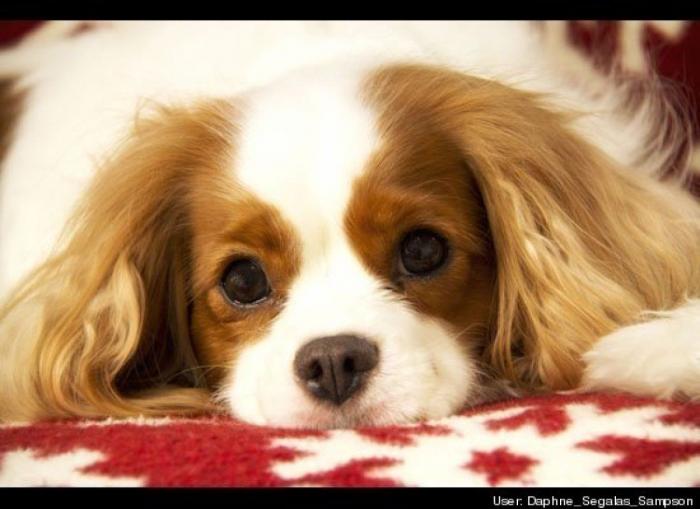 ¿Qué hacen un tigre o un león si les dejas una caja de cartón? El mejor vídeo de bichinos de la semana (VÍDEO)