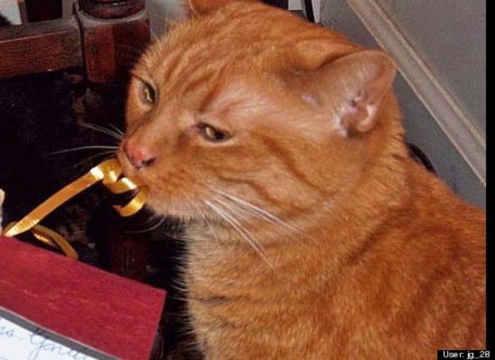 ¿Qué hacen un tigre o un león si les dejas una caja de cartón? El mejor vídeo de bichinos de la semana (VÍDEO)