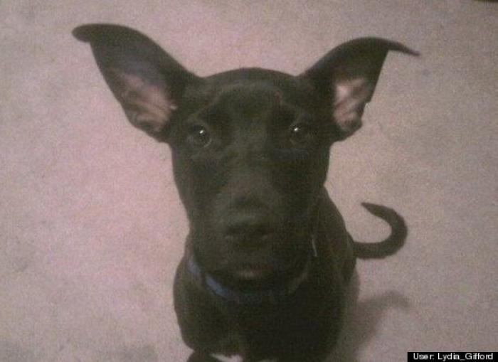 ¿Qué hacen un tigre o un león si les dejas una caja de cartón? El mejor vídeo de bichinos de la semana (VÍDEO)