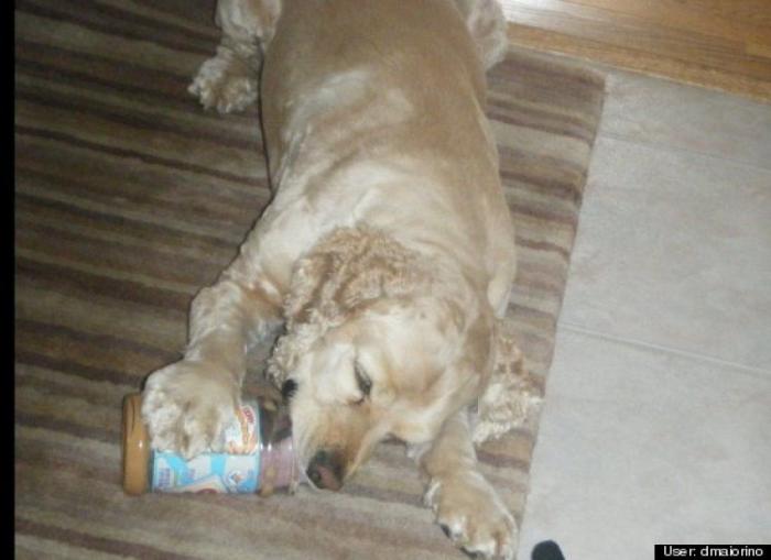 ¿Qué hacen un tigre o un león si les dejas una caja de cartón? El mejor vídeo de bichinos de la semana (VÍDEO)