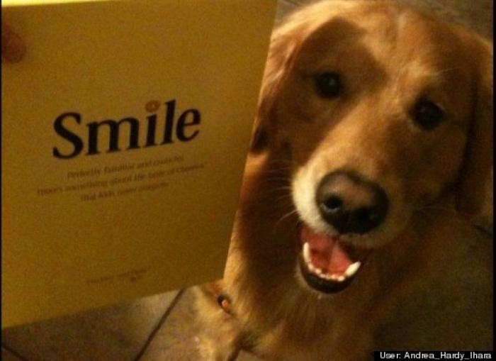 ¿Qué hacen un tigre o un león si les dejas una caja de cartón? El mejor vídeo de bichinos de la semana (VÍDEO)