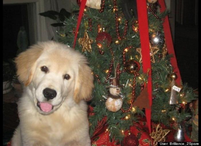 ¿Qué hacen un tigre o un león si les dejas una caja de cartón? El mejor vídeo de bichinos de la semana (VÍDEO)