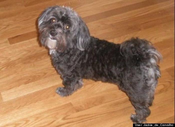 ¿Qué hacen un tigre o un león si les dejas una caja de cartón? El mejor vídeo de bichinos de la semana (VÍDEO)