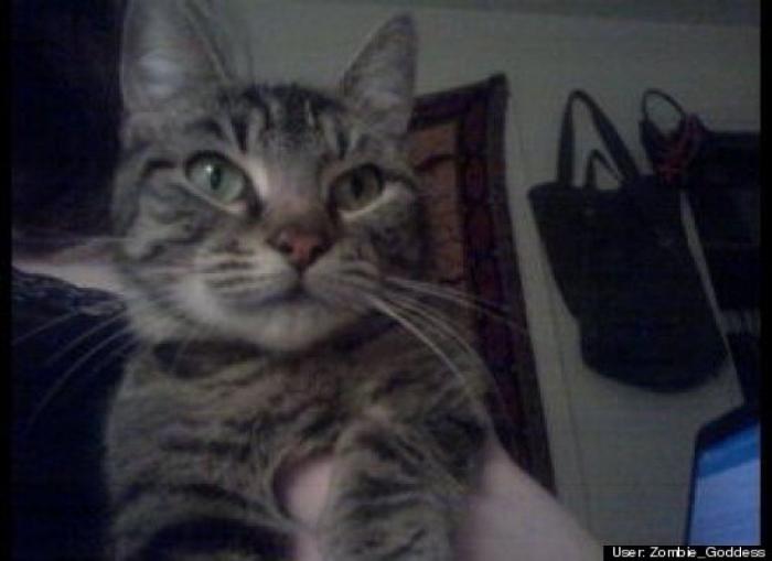 ¿Qué hacen un tigre o un león si les dejas una caja de cartón? El mejor vídeo de bichinos de la semana (VÍDEO)