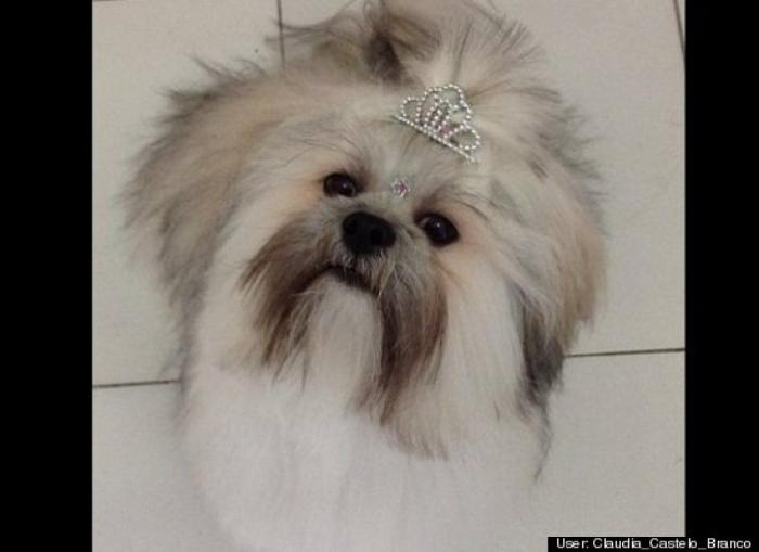 ¿Qué hacen un tigre o un león si les dejas una caja de cartón? El mejor vídeo de bichinos de la semana (VÍDEO)