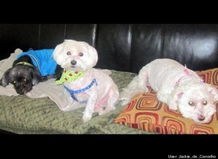 ¿Qué hacen un tigre o un león si les dejas una caja de cartón? El mejor vídeo de bichinos de la semana (VÍDEO)