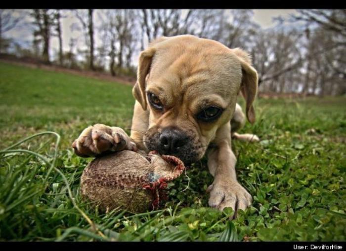 ¿Qué hacen un tigre o un león si les dejas una caja de cartón? El mejor vídeo de bichinos de la semana (VÍDEO)