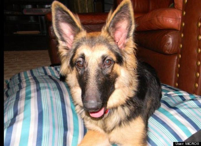 ¿Qué hacen un tigre o un león si les dejas una caja de cartón? El mejor vídeo de bichinos de la semana (VÍDEO)