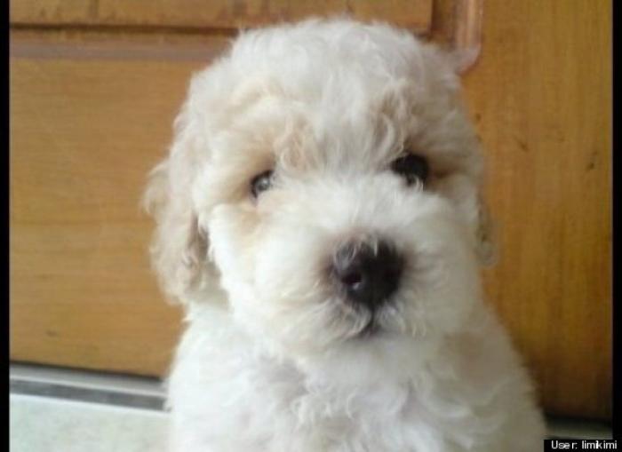 ¿Qué hacen un tigre o un león si les dejas una caja de cartón? El mejor vídeo de bichinos de la semana (VÍDEO)