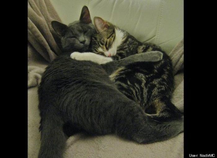 ¿Qué hacen un tigre o un león si les dejas una caja de cartón? El mejor vídeo de bichinos de la semana (VÍDEO)