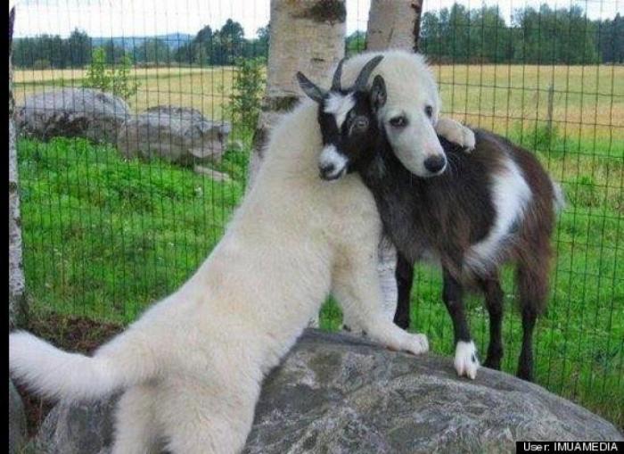 ¿Qué hacen un tigre o un león si les dejas una caja de cartón? El mejor vídeo de bichinos de la semana (VÍDEO)