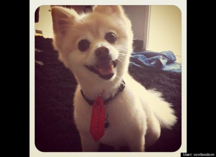 ¿Qué hacen un tigre o un león si les dejas una caja de cartón? El mejor vídeo de bichinos de la semana (VÍDEO)