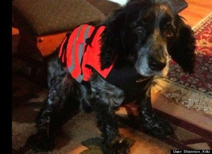 ¿Qué hacen un tigre o un león si les dejas una caja de cartón? El mejor vídeo de bichinos de la semana (VÍDEO)