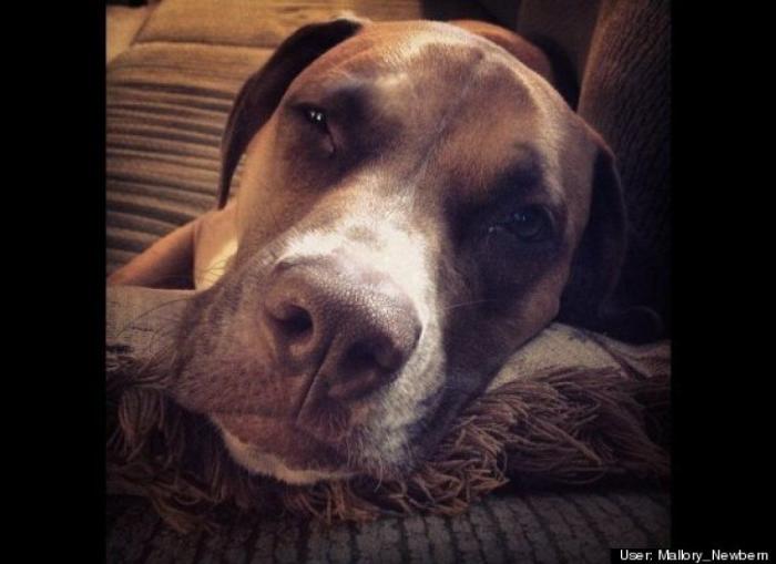 ¿Qué hacen un tigre o un león si les dejas una caja de cartón? El mejor vídeo de bichinos de la semana (VÍDEO)