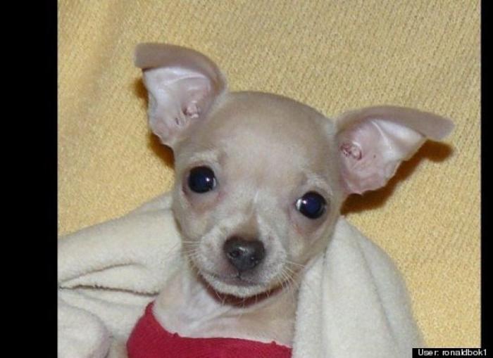 ¿Qué hacen un tigre o un león si les dejas una caja de cartón? El mejor vídeo de bichinos de la semana (VÍDEO)