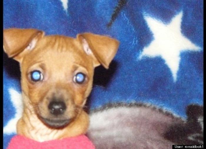 ¿Qué hacen un tigre o un león si les dejas una caja de cartón? El mejor vídeo de bichinos de la semana (VÍDEO)