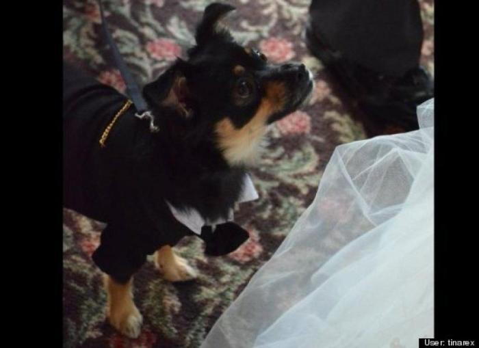 ¿Qué hacen un tigre o un león si les dejas una caja de cartón? El mejor vídeo de bichinos de la semana (VÍDEO)