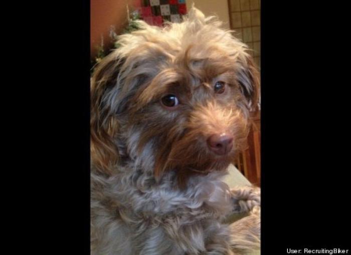 ¿Qué hacen un tigre o un león si les dejas una caja de cartón? El mejor vídeo de bichinos de la semana (VÍDEO)