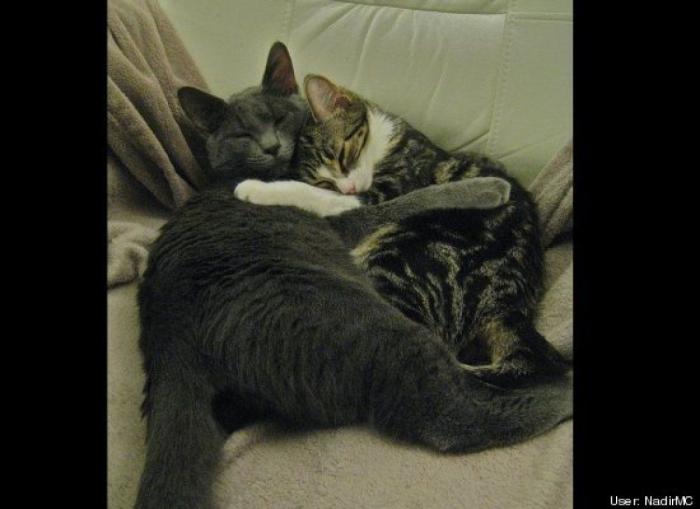 ¿Qué hacen un tigre o un león si les dejas una caja de cartón? El mejor vídeo de bichinos de la semana (VÍDEO)