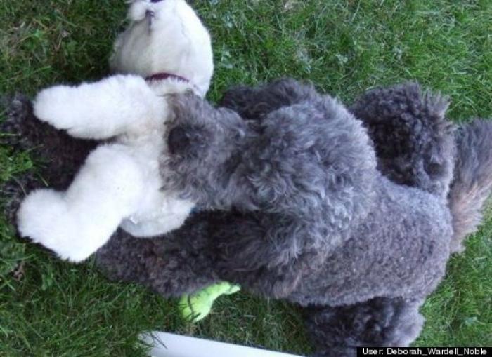 ¿Qué hacen un tigre o un león si les dejas una caja de cartón? El mejor vídeo de bichinos de la semana (VÍDEO)