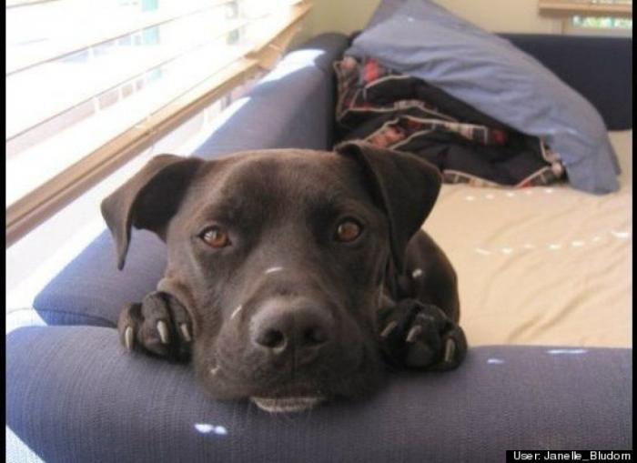 ¿Qué hacen un tigre o un león si les dejas una caja de cartón? El mejor vídeo de bichinos de la semana (VÍDEO)