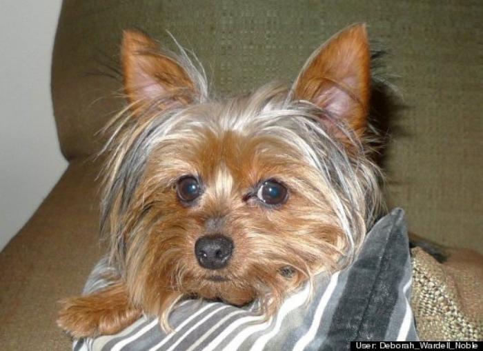 ¿Qué hacen un tigre o un león si les dejas una caja de cartón? El mejor vídeo de bichinos de la semana (VÍDEO)