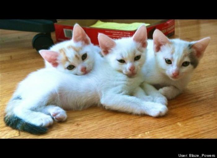 ¿Qué hacen un tigre o un león si les dejas una caja de cartón? El mejor vídeo de bichinos de la semana (VÍDEO)