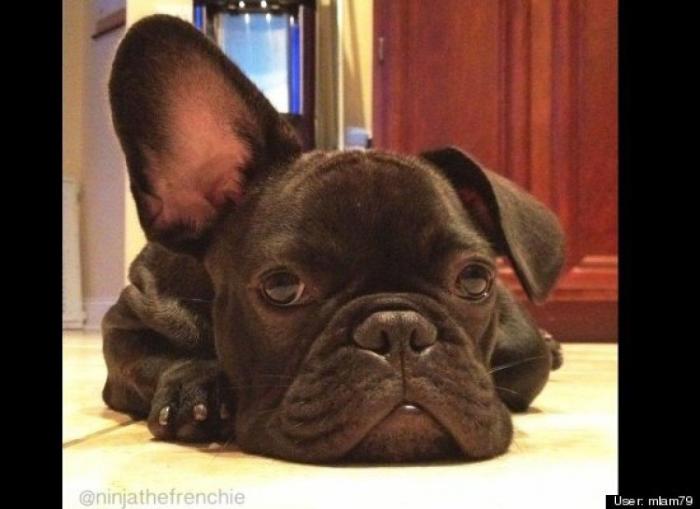 ¿Qué hacen un tigre o un león si les dejas una caja de cartón? El mejor vídeo de bichinos de la semana (VÍDEO)