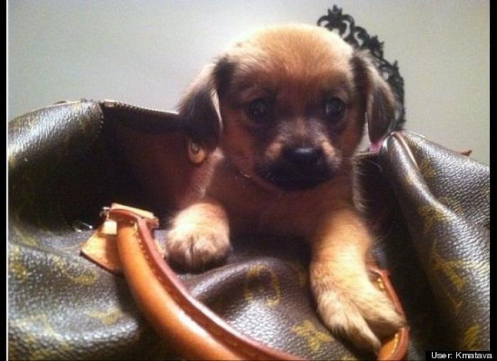 ¿Qué hacen un tigre o un león si les dejas una caja de cartón? El mejor vídeo de bichinos de la semana (VÍDEO)